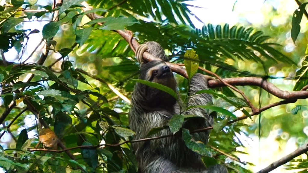 Amazing Turtles in Tortuguero Costa Rica a Magical Experience 3 Sloth in Tortuguero Costa Rica
