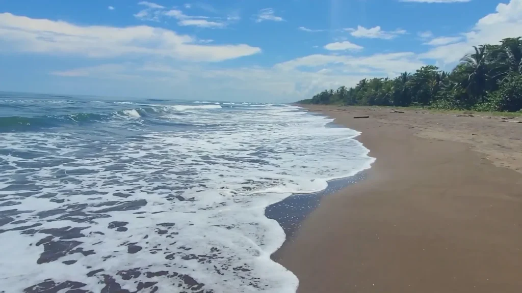 Amazing Turtles in Tortuguero Costa Rica a Magical Experience 1 Tortuguero Costa Rica Beach