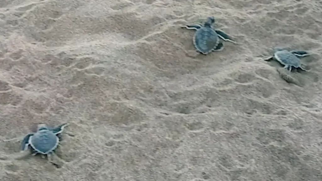 Amazing Turtles in Tortuguero Costa Rica a Magical Experience 2 tortuguero costa rica the land of turtles