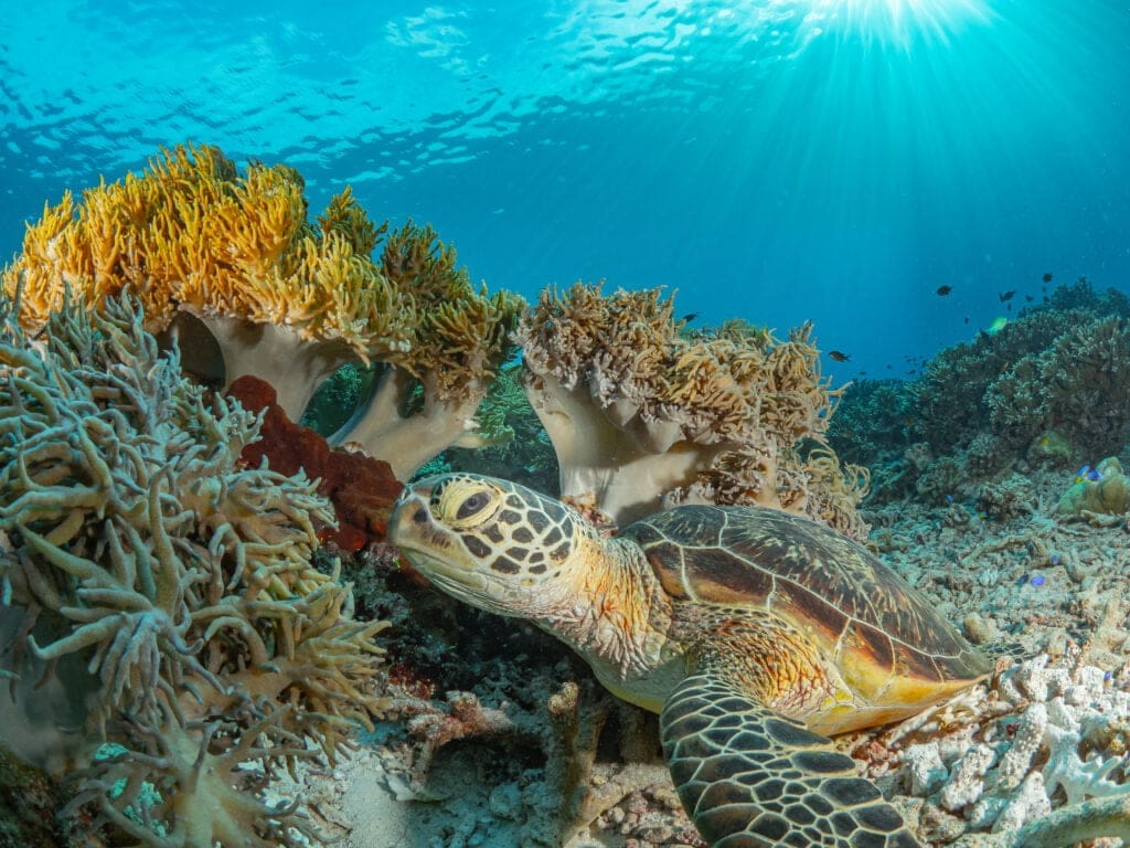 Best Places in Philippines to Visit: Top Tourist Destinations 6 Best Places Tubbataha Reef