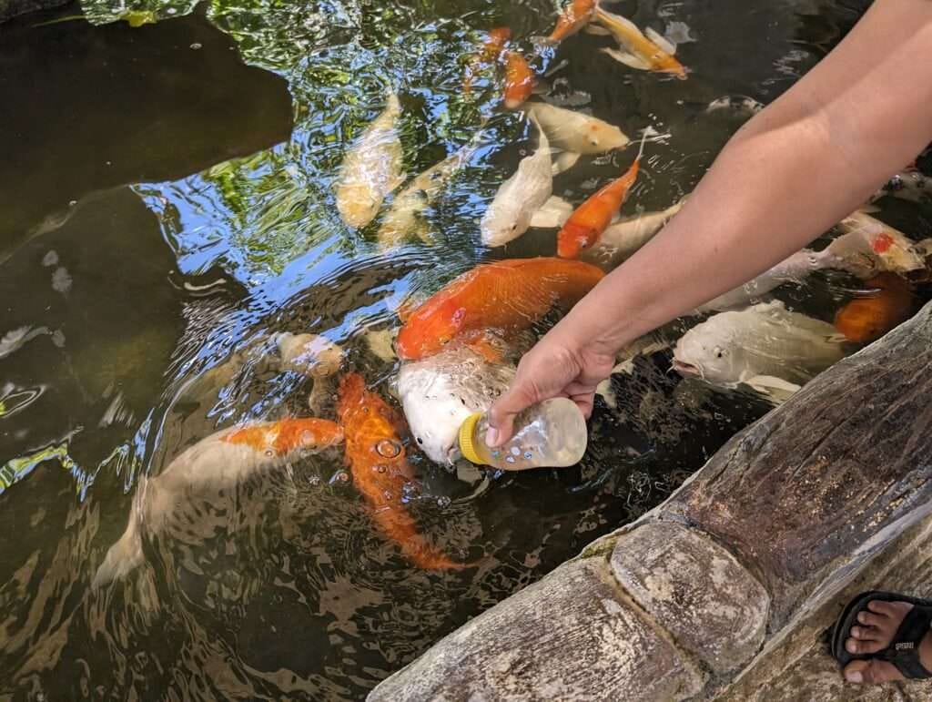 Feathery Fun, An Ostrich Park Adventure on Siquijor Island 6 Bottle feeding koi fish was an amazing and unexpected experience on y visit to the ostrich park on siquijor island, Philippines