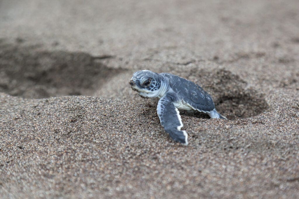 Exploring The Wonders of Costa Rica: From Jungles to Turtles 4 Baby sea turtles hatch in Tortuguero, Costa Rica