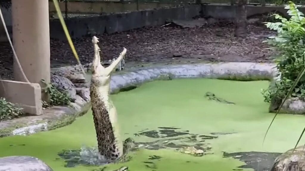 50 Of The Best And Most Famous Landmarks In The Philippines 43 Davao Crocodile Park, Davao City - A crocodile conservation center
