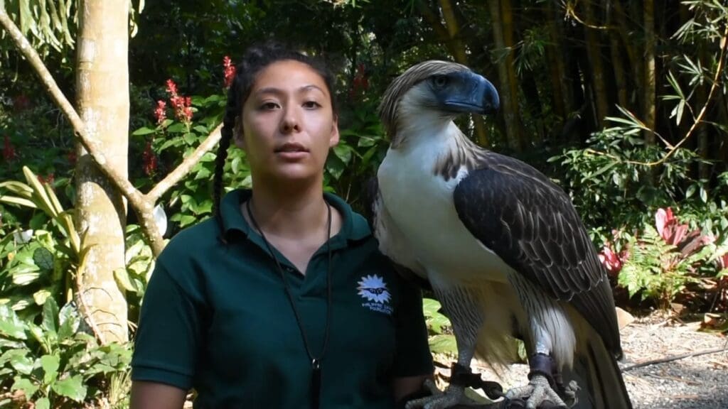 50 Of The Best And Most Famous Landmarks In The Philippines 50 Philippine Eagle Center, Davao City - A conservation center for the Philippine Eagle
