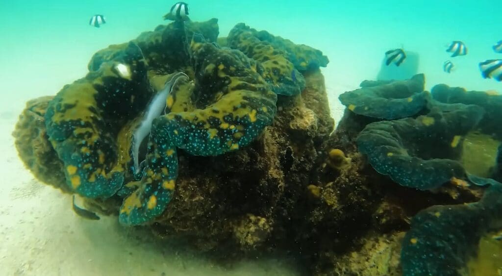 50 Of The Best And Most Famous Landmarks In The Philippines 55 Giant Clam Sanctuary, Samal Island - A conservation area for giant clams