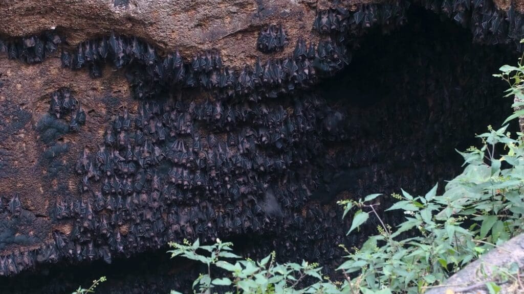 50 Of The Best And Most Famous Landmarks In The Philippines 46 Monfort Bat Sanctuary, Samal Island - Home to the largest colony of fruit bats
