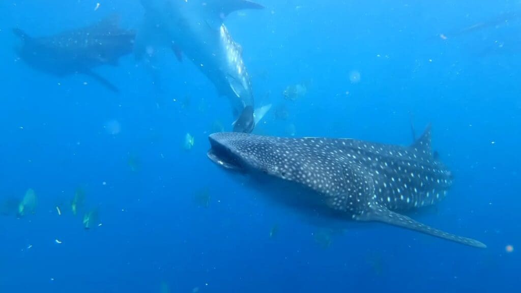 50 Of The Best And Most Famous Landmarks In The Philippines 29 Oslob Whale Sharks, Cebu - A popular spot for whale shark watching