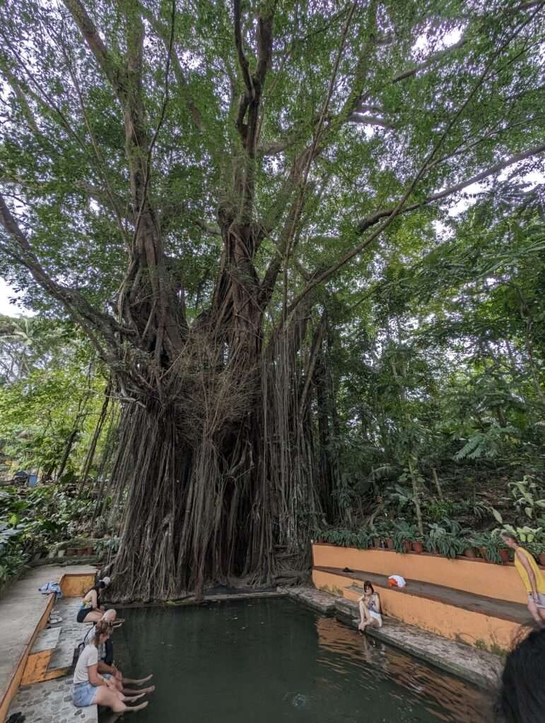 The Century Old Enchanted Balete Tree In Mystical Siquijor 2 The century-old Balete tree sits at the far end of the fish spa