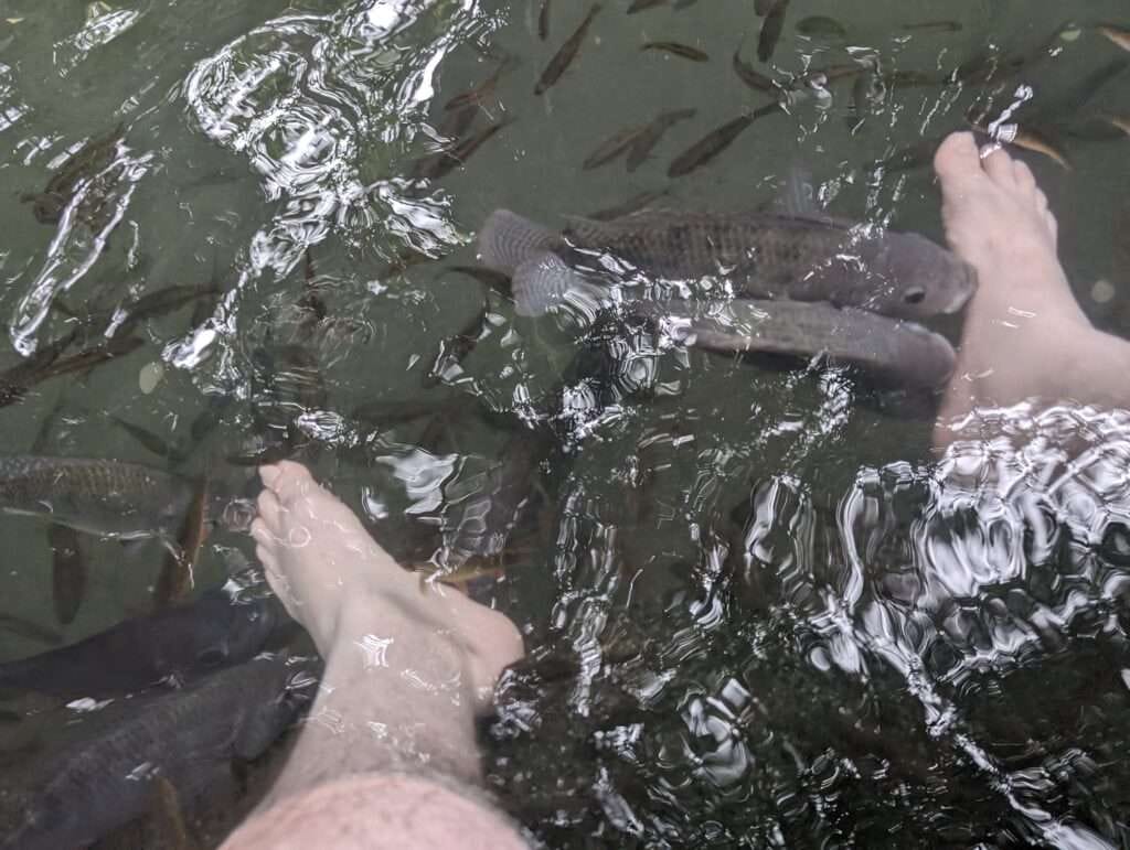 The Century Old Enchanted Balete Tree In Mystical Siquijor 3 Fish cleaning tourist feet at the balete tree fish spa on Siquijor island, Philippines.
