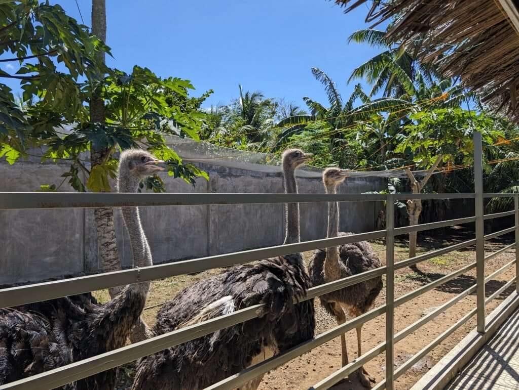 Feathery Fun, An Ostrich Park Adventure on Siquijor Island 2 3 Ostrich birds standing in their enclosure at the ostrich park siquijor
