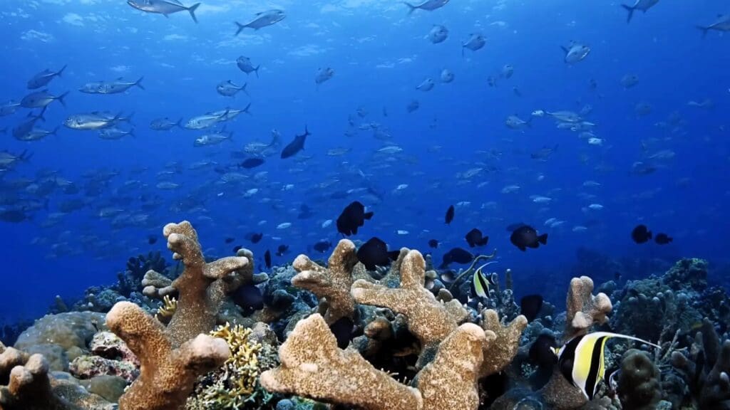 50 Of The Best And Most Famous Landmarks In The Philippines 25 Tubbataha Reefs Natural Park, Palawan - A UNESCO World Heritage Site